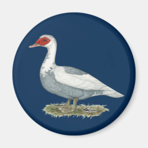 Muscovy Blue Pied Duck Magnet