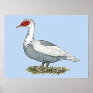 Muscovy Blue Pied Duck Poster