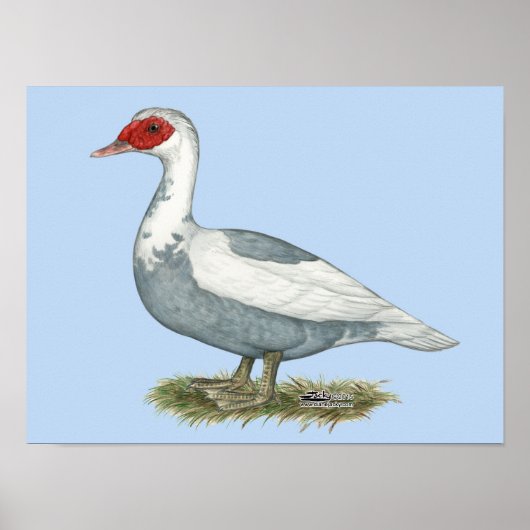 Muscovy Blue Pied Duck Poster (Vorne)