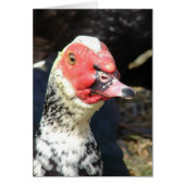 Muscovy Drake (Vorne)