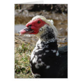 Muscovy Drake (Vorne)