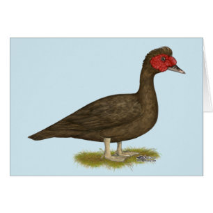 Muscovy Drake Chocolate
