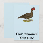 Muscovy Drake Chocolate Einladung (Vorne/Hinten)