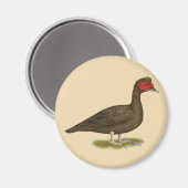 Muscovy Drake Chocolate Magnet (Vorderseite/Rückseite)