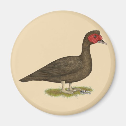 Muscovy Drake Chocolate Magnet (Vorne)