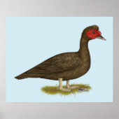 Muscovy Drake Chocolate Poster (Vorne)