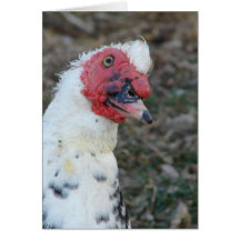 Muscovy Drake Jeden Anlaß Grußkarte