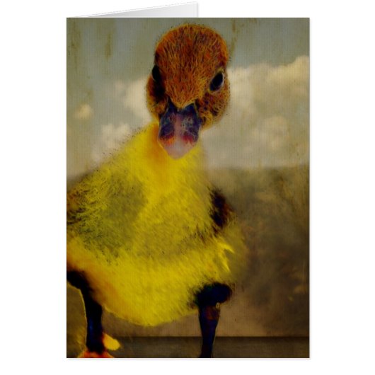 Muscovy Dreamin' (Vorne)