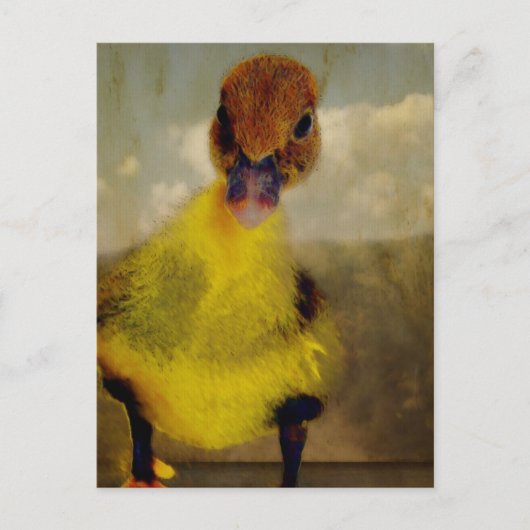 Muscovy Dreamin' Postkarte (Vorderseite)