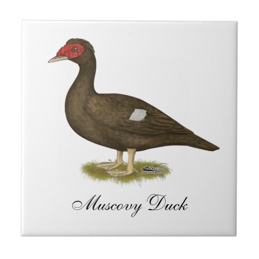 Muscovy Duck Chocolate Fliese (Vorderseite)