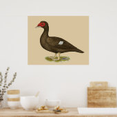 Muscovy Duck Chocolate Poster (Küche)