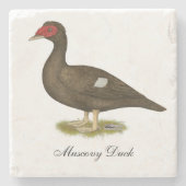 Muscovy Duck Chocolate Steinuntersetzer (Vorderseite)
