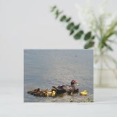 Muscovy Duck Foto Postkarte (Stehend Vorderseite)