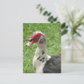 Muscovy Duck Foto Postkarte (Stehend Vorderseite)