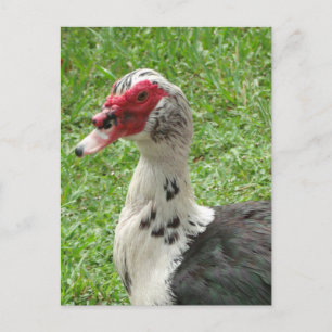 Muscovy Duck Foto Postkarte