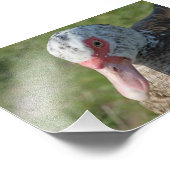 Muscovy Duck Fotodruck (Ecke)