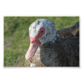 Muscovy Duck Fotodruck (Vorne)