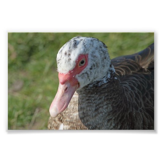 Muscovy Duck Fotodruck (Vorne)