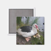 Muscovy Duck Mutter mit Ducklings Magnet (Vorderseite/Rückseite)