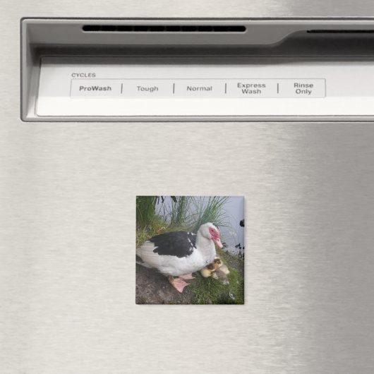 Muscovy Duck Mutter mit Ducklings Magnet (In Situ (Geschirrspüler))