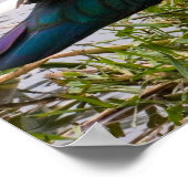 Muscovy Duck Poster (Ecke)