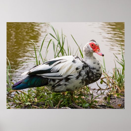 Muscovy Duck Poster (Vorne)