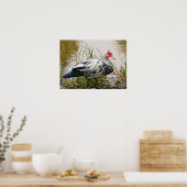 Muscovy Duck Poster (Küche)