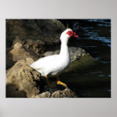 Muscovy Duck Poster weiß mit rotem Gesicht (Vorne)