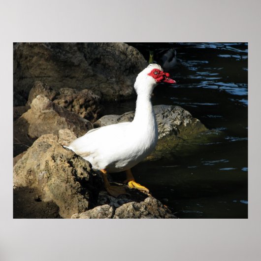 Muscovy Duck Poster weiß mit rotem Gesicht (Vorne)