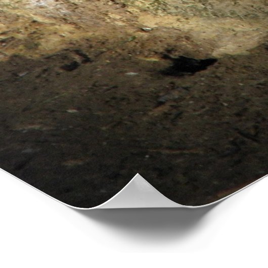 Muscovy Duck Poster weiß mit rotem Gesicht (Ecke)