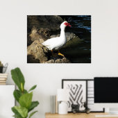 Muscovy Duck Poster weiß mit rotem Gesicht (Heimbüro)