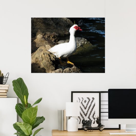 Muscovy Duck Poster weiß mit rotem Gesicht (Heimbüro)