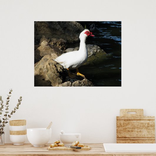 Muscovy Duck Poster weiß mit rotem Gesicht (Küche)