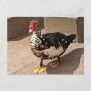 Muscovy Duck Postkarte