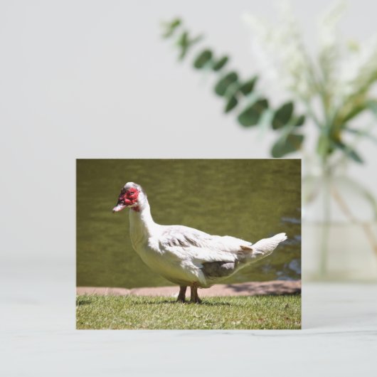 Muscovy Duck Postkarte (Stehend Vorderseite)