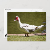 Muscovy Duck Postkarte (Vorne/Hinten)