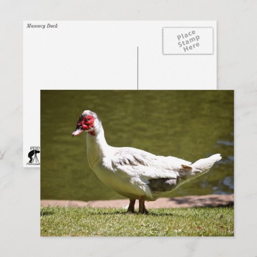 Muscovy Duck Postkarte (Vorne/Hinten)