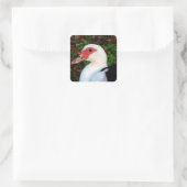 Muscovy Duck Quadratischer Aufkleber (Tasche)