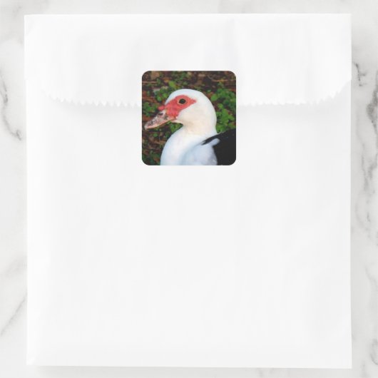 Muscovy Duck Quadratischer Aufkleber (Tasche)