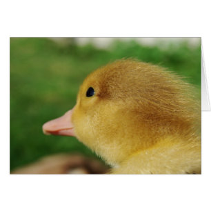 Muscovy Duckling