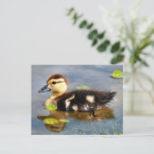 Muscovy Duckling Foto Postkarte (Stehend Vorderseite)