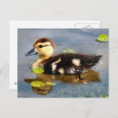 Muscovy Duckling Foto Postkarte (Vorne/Hinten)