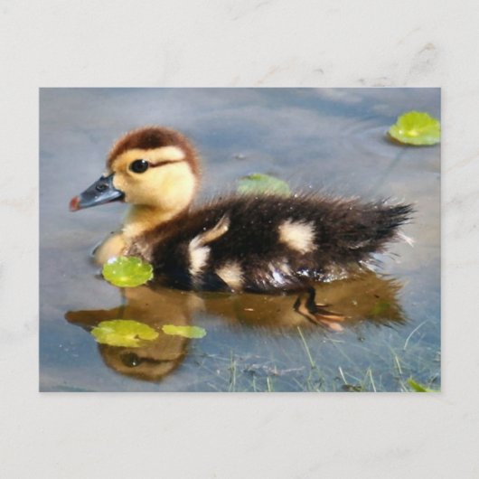 Muscovy Duckling Foto Postkarte (Vorderseite)