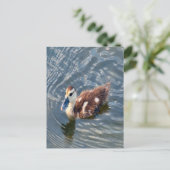 Muscovy Duckling Foto Postkarte (Stehend Vorderseite)