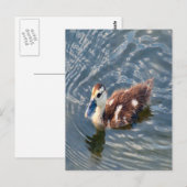 Muscovy Duckling Foto Postkarte (Vorne/Hinten)