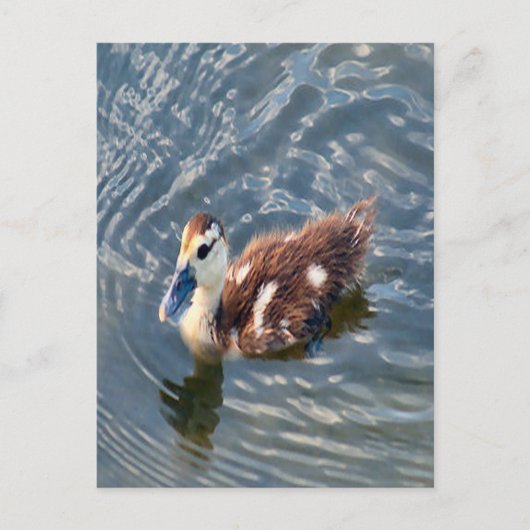 Muscovy Duckling Foto Postkarte (Vorderseite)
