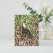 Muscovy Duckling Foto Postkarte (Stehend Vorderseite)
