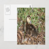 Muscovy Duckling Foto Postkarte (Vorne/Hinten)