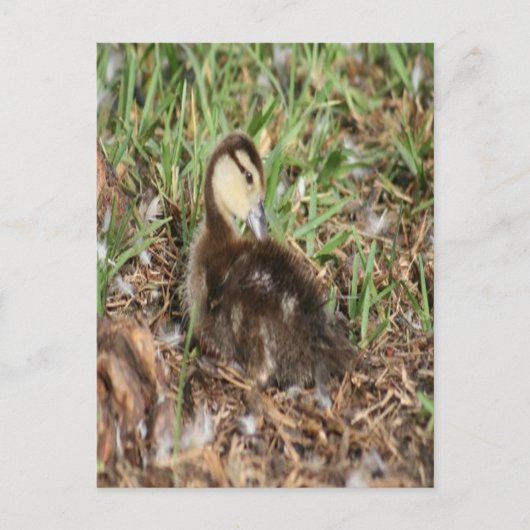 Muscovy Duckling Foto Postkarte (Vorderseite)