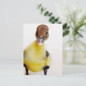 Muscovy Duckling Postkarte (Stehend Vorderseite)